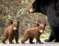 WKN_Black Bear with Two Young Cubs_20120512_10-54-37