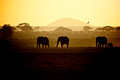 Elephant, safari, Kenya