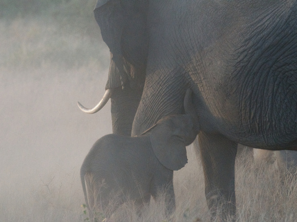 Baby Elephant Nursing