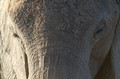 Elephant Head On Close-Up