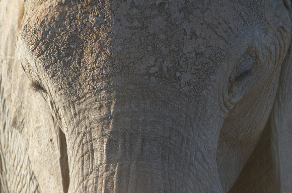Elephant Head On Close-Up