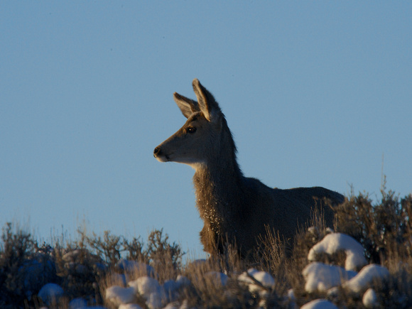 Young Deer At Dawn