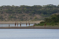 Giraffe Herd At Lake Ndutu