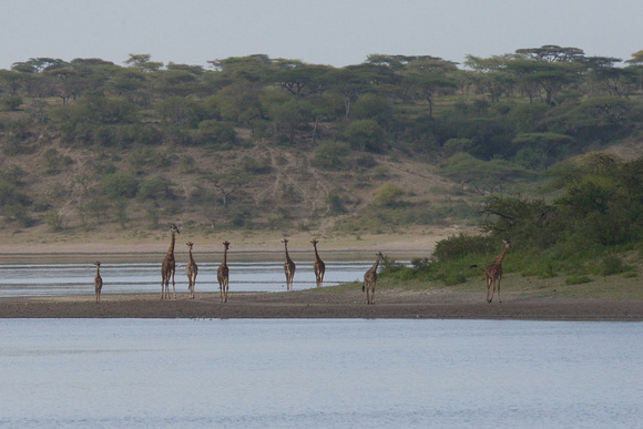 Giraffe Herd At Lake Ndutu