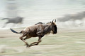 Wildebeest In Full Gallop