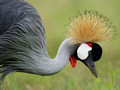 Crested Crane: Closeup