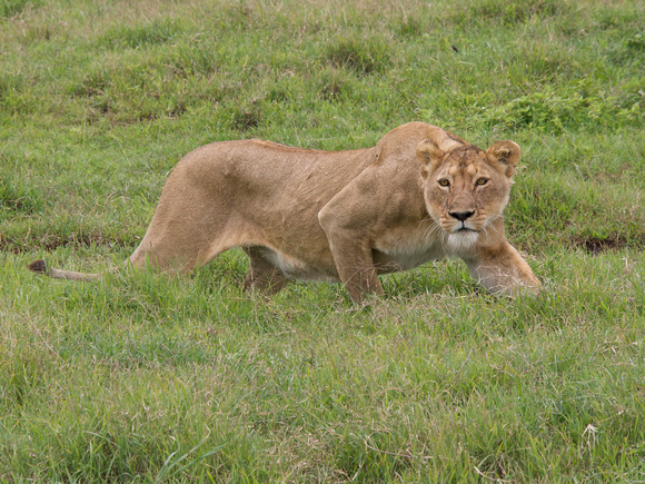 Lioness: Stalking