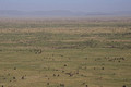 Wildebeest: As Far As The Eye Can See