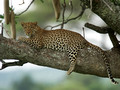 Leopard In A Sausage Tree