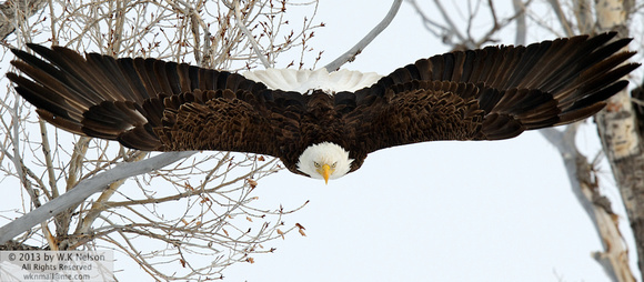 Bald Eagle: Here's Looking At You