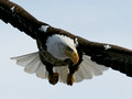 Bald Eagle In Flight: Close Up