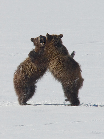 Grizzly Bear Cubs: Boys At Play #2