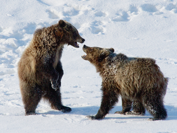 Grizzly Bear Cubs: Boys at Play #1
