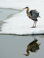 Birds: Cranes, Herons & Egrets