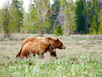 Grizzly Bear with Yearling Cub