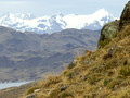 Puma Overlook, Chilean Patagonia