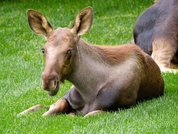 Moose Calf on Lawn
